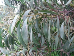 Acacia pycnantha