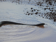 Palusophis bifossatus