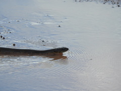 Palusophis bifossatus