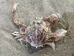 Persephona aquilonaris