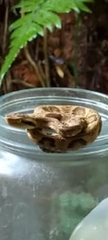 Bothrops jararaca