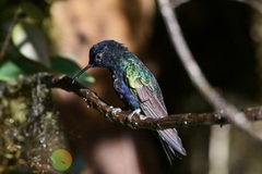 Boissonneaua jardini