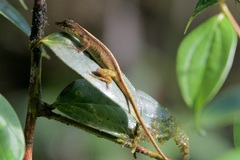 Anolis maculiventris