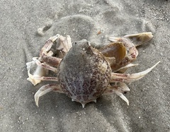 Persephona aquilonaris