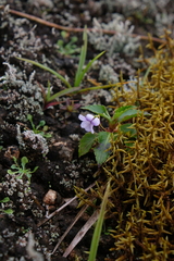 Viola stipularis