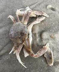 Persephona aquilonaris