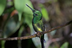 Heliodoxa imperatrix