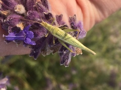 Oecanthus argentinus
