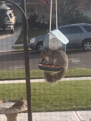 Sciurus carolinensis