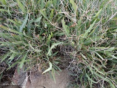 Launaea lanifera
