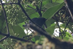 Diglossa albilatera