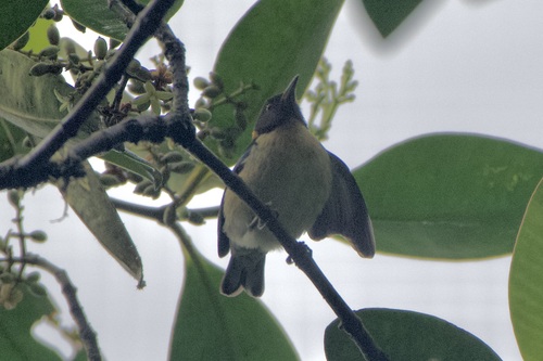 Golden-collared Honeycreeper (Iridophanes pulcherrimus), photo 5