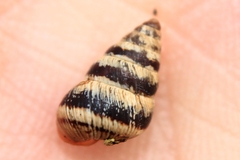 Cochlicella