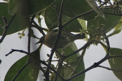 Iridophanes pulcherrimus
