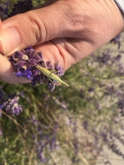 Oecanthus argentinus