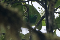 Chlorochrysa phoenicotis