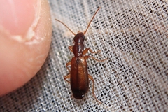 Paradromius