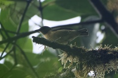 Iridophanes pulcherrimus