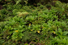 Verbesina guadeloupensis