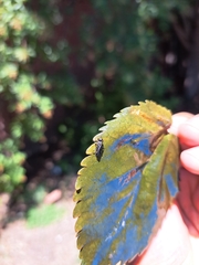 Hymenoptera
