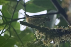 Iridophanes pulcherrimus