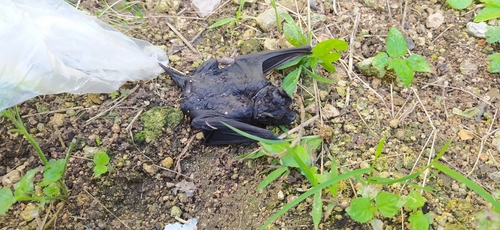 Black mastiff bat