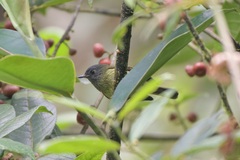 Mionectes striaticollis