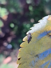 Hymenoptera