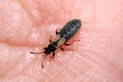 Ischnodemus sabuleti