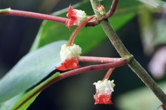 Glossoloma ichthyoderma