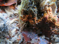 Nectriaceae