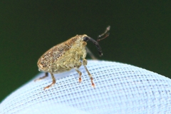 Parethelcus pollinarius