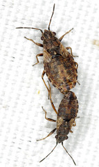 Nithecus jacobaeae