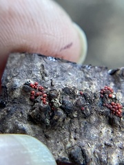 Nectriaceae
