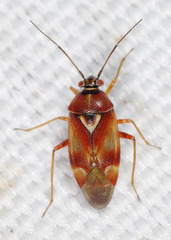 Orthops montanus