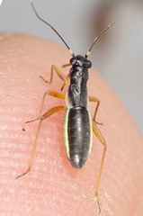 Pithanus maerkelii