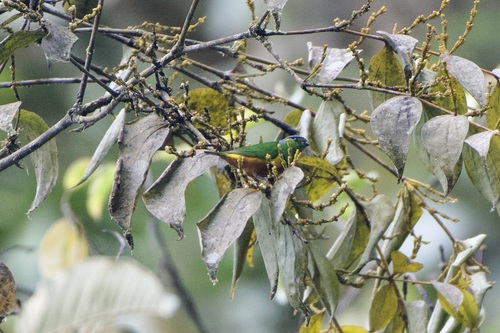 Chestnut-breasted Chlorophonia (Chlorophonia pyrrhophrys), photo 4