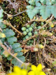 Sedum greggii