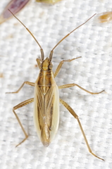 Stenodema holsata