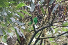 Chlorochrysa phoenicotis
