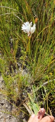 Thereianthus spicatus