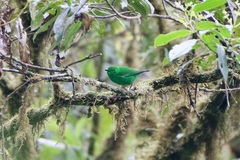 Chlorochrysa phoenicotis
