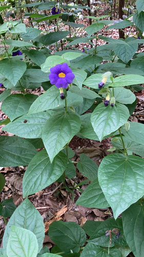 Thunbergia erecta image