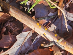 Dacrymyces stillatus