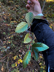 Alnus rhombifolia