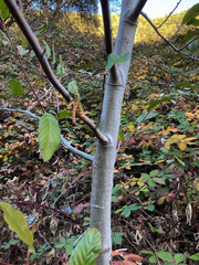 Alnus rhombifolia