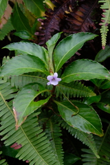 Viola stipularis