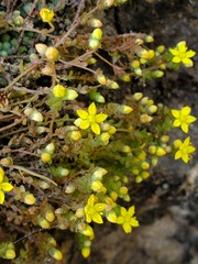 Sedum greggii