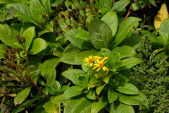 Verbesina guadeloupensis