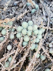 Sedum greggii